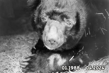 Фото Челябинский зоопарк сообщил печальную новость о смерти медведя Харитона