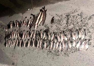 Фото В Златоусте полиция задержала троих браконьеров с рыбой из Ая