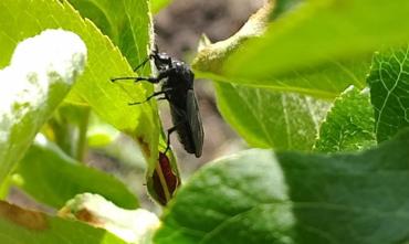 Фото Стоит ли южноуральцам опасаться скопления черных мух, замеченных в регионе
