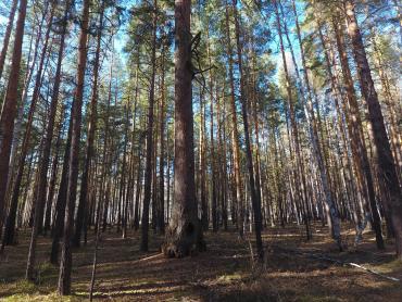 Фото Карагайская лиственница может быть признана главным деревом России