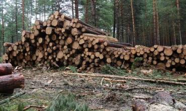 Фото В Челябинской области будут судить «чёрного лесоруба»