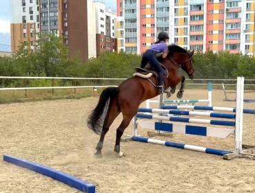 Фото Детский эколого-биологический центр Озёрска получил оборудование для занятия иппотерапией