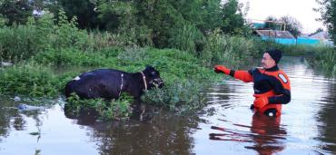 Фото В Еманжелинске сотрудники МЧС спасли из зоны подтопления собак и корову с теленком