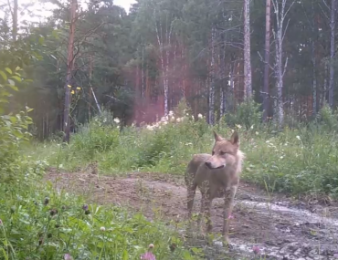 Фото В Кусинском районе в «фотоловушку» попался молодой волк