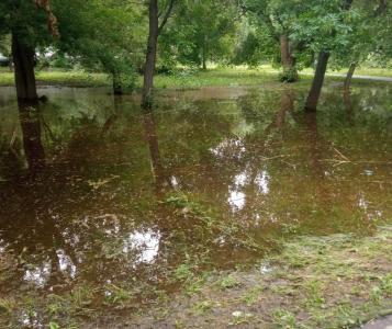 Фото В парке «Сад Победы» уберут погибающие деревья