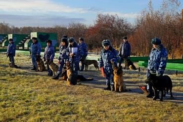 Фото Кинологи ГУФСИН и их четвероногие напарники борются за победу в ведомственных соревнованиях 