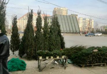 Фото В Челябинске обнаружен елочный базар-нелегал