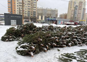 Фото В Челябинске незаконных торговцев ёлками будут брать измором