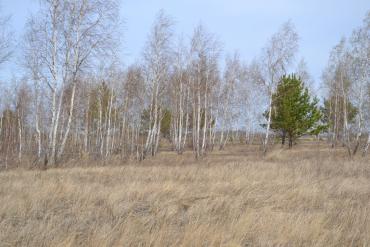 Фото У нерадивой собственницы по суду изъяты заросшие деревьями и сорняками сельхозземли рядом с селом Кочердык