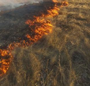 Фото В Челябинской области потушен первый в этом сезоне лесной пожар 