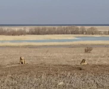 Фото Весна пришла: в Брединском заказнике проснулись сурки