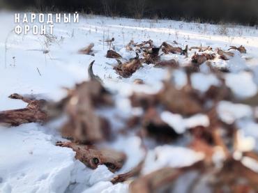 Фото  Поле возле поселка в Троицком районе превратились в кладбище домашних животных