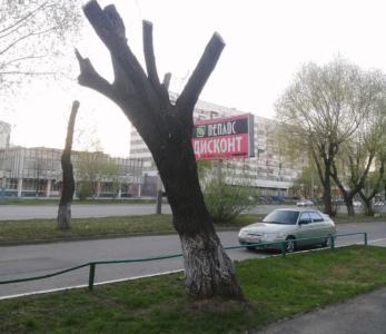 Фото Хотим, как в Санкт-Петербурге: челябинцы массово жалуются на жестокую обрезку деревьев