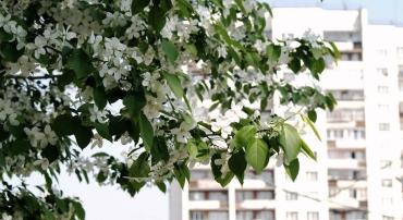 Фото   МТС раскинула гигабитную сеть для новоселов поселка Западный