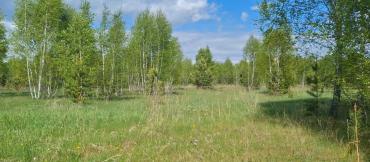 Фото Сельхозземли в Каслинском районе заросли сорняками и деревьями