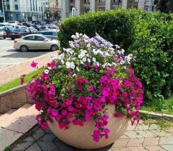 Фото Совсем скоро Челябинск украсят кашпо с петуниями