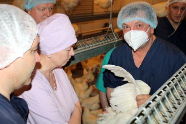 Фото Челябинская область создаёт условия для развития отечественной селекции в птицеводстве