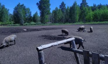 Фото  Фермер из Нагайбакского района наказан за свиней