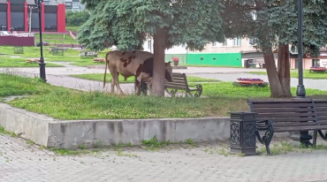 Фото Жителей Катав-Ивановска взбудоражило появление быка в городе