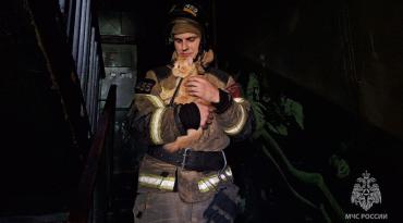 Фото В Златоусте пожарные спасли жизнь домашним котам