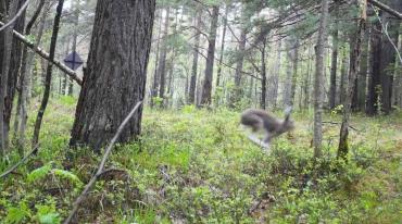 Фото На Зигальге замечен летающий заяц