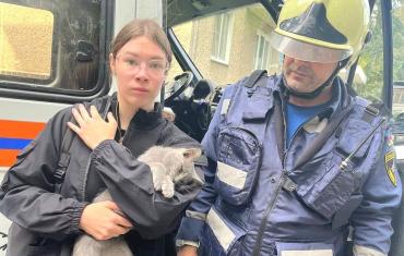 Фото В Челябинске спасатели пришли на помощь застрявшему в окне коту