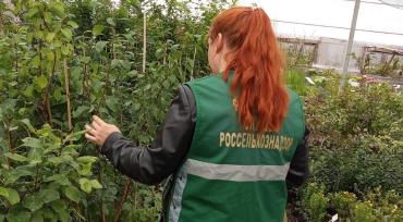 Фото Челябинский предприниматель наказан за торговлю «Татьяной» и «Настенькой»