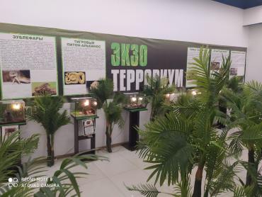Фото Экзотика подпольно: магнитогорский предприниматель устроил выставку пауков и рептилий без лицензии