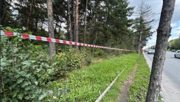 Фото Челябинск станет зеленее