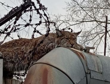 Фото Неожиданный гость: рысь на заборе промзоны удивила челябинцев