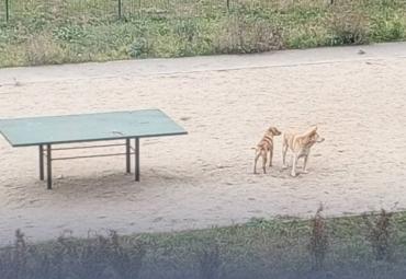 Фото В Копейске возбудили уголовное дело после нападения бродячей собаки на женщину
