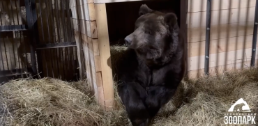 Фото Челябинский зоопарк подстелил соломки своим косолапым любимцам. Что из этого вышло