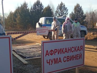 Фото В Челябинской области ликвидировали условную вспышку африканской чумы свиней