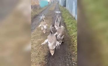 Фото На Южном Урале спасли сразу нескольких лебедей, не улетевших на зимовку
