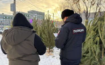 Фото На Южном Урале полицейские изъяли более трёх тысяч хвойных деревьев