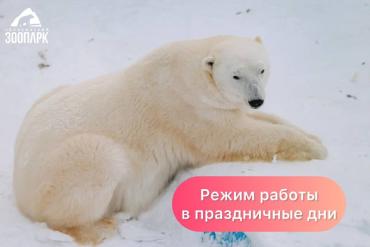 Фото Как в период новогодних каникул будет работать Челябинский зоопарк