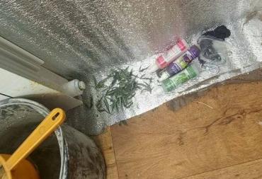 Фото Житель Южноуральска взрастил в своей квартире конопляный сад
