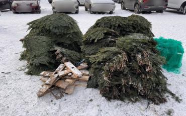 Фото На Южном Урале продолжают ловить торговцев ёлок, нарушающих закон