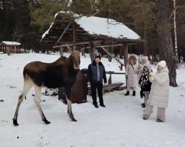 Фото В Дом лося на Зюраткуле после долгого отсутствия вернулась красавица Майя