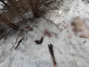 Фото В Нязепетровском районе задержаны браконьеры, убившие беременную лосиху