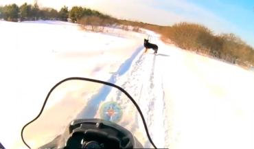 Фото В поле под Чебаркулём больше недели живёт породистая собака: местные опасаются, что её хозяин в беде
