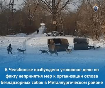 Фото В Челябинске завели дело из-за нападений бездомных собак на инвалида и школьника