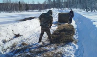 Фото В сложное, голодное время дикие животные в Челябинской области получают помощь человека