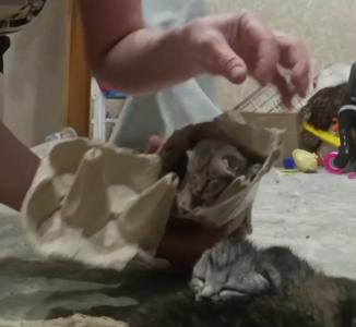 Фото В Челябинске крошечных котят «упаковали» в грохотку для яиц и бросили умирать