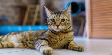 Фото Жизнь без «Котофея»: в Челябинске закрывают котокафе, мурлыкам срочно ищут хозяев