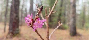 Фото  Прекрасен и опасен: на Зигальге зацвёл чёртов обгрызок