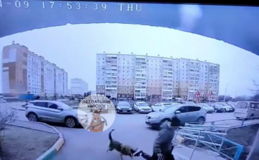 Фото В Копейске бродячая собака, которую прикармливали во дворе дома, напала на ребенка 