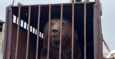 Фото На пути к новому дому: бурого медведя Степана вывезли из Троицка (ВИДЕО)