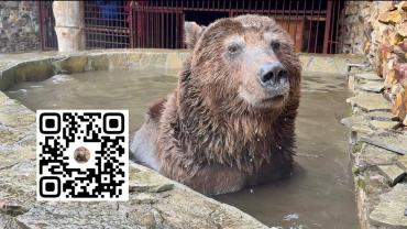 Фото Спасённый из Троицка медведь Степан обзавёлся собственным каналом
