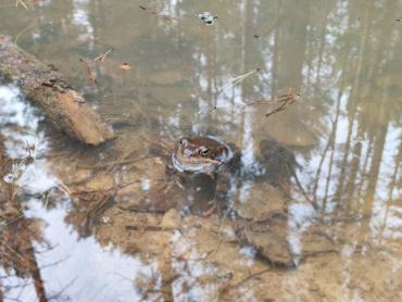 Фото Лягушки Таганая активно обживают водоёмы